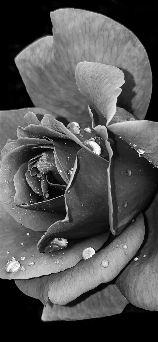 grayscale photo of flower iPhone 12 wallpaper 