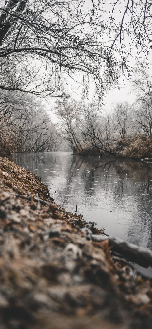 bare trees beside body of water iPhone 12 wallpaper 
