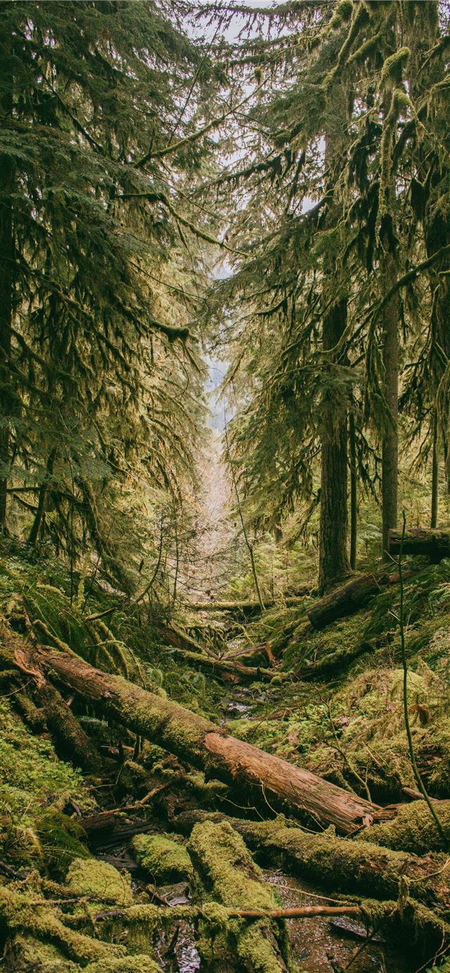 mossy forest iPhone 12 wallpaper 