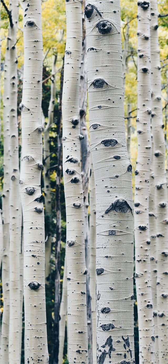 landscape photo of gray tree iPhone 12 wallpaper 
