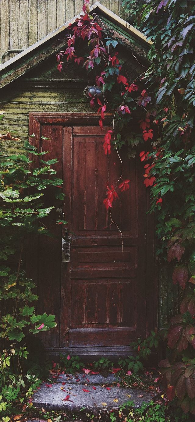 photo f brown wooden door with red and green leaf ... iPhone 12 wallpaper 
