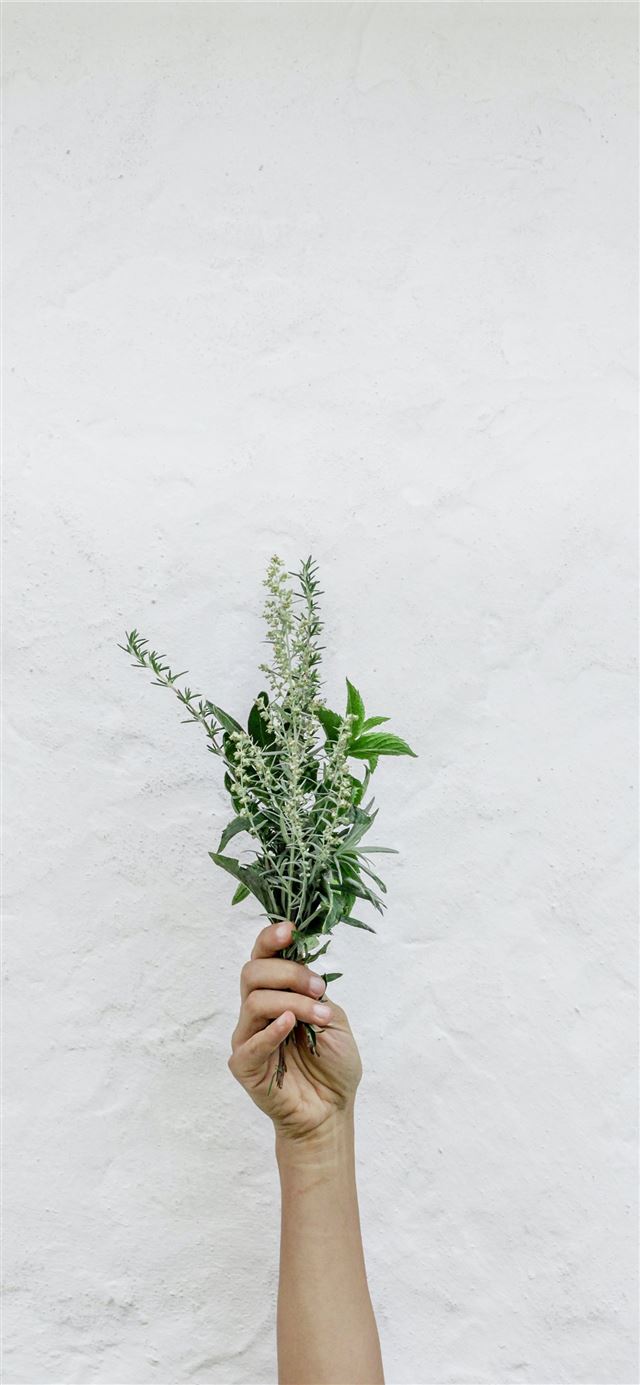 person holding green plants iPhone 12 wallpaper 