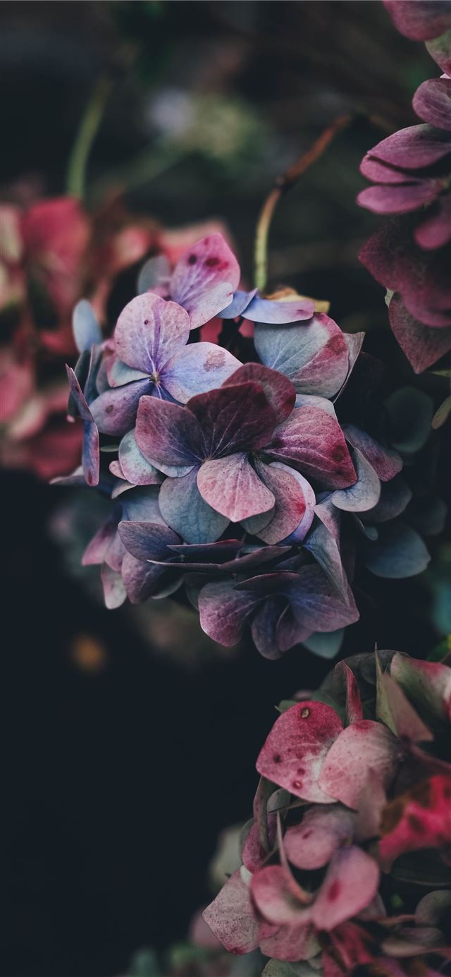 selective photography of purple petaled flowers iPhone 12 wallpaper 