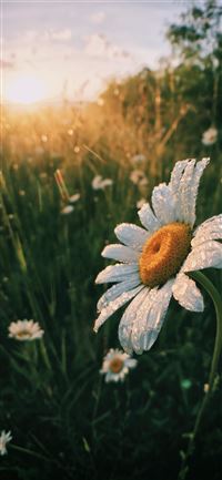 white daisy flowers wallpaper