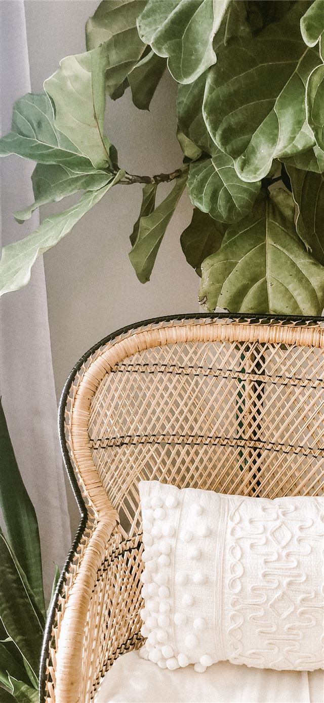 green plant on brown woven basket iPhone 12 wallpaper 