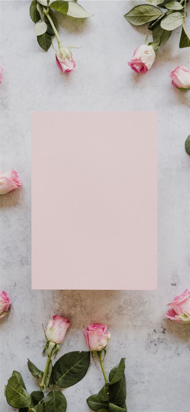 Pink roses with blank pink card iPhone 12 wallpaper 