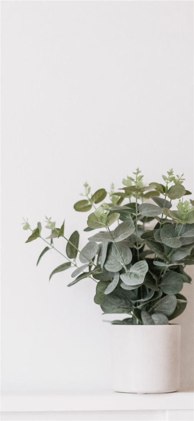green leaf plant in white pot iPhone 12 wallpaper 
