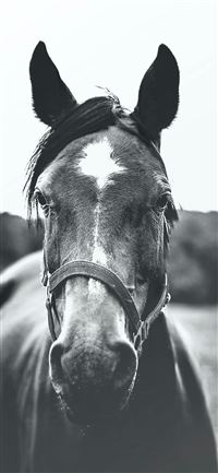 grayscale photography of horse wallpaper
