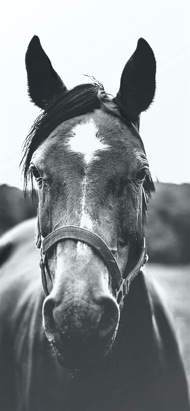grayscale photography of horse iPhone 12 wallpaper 
