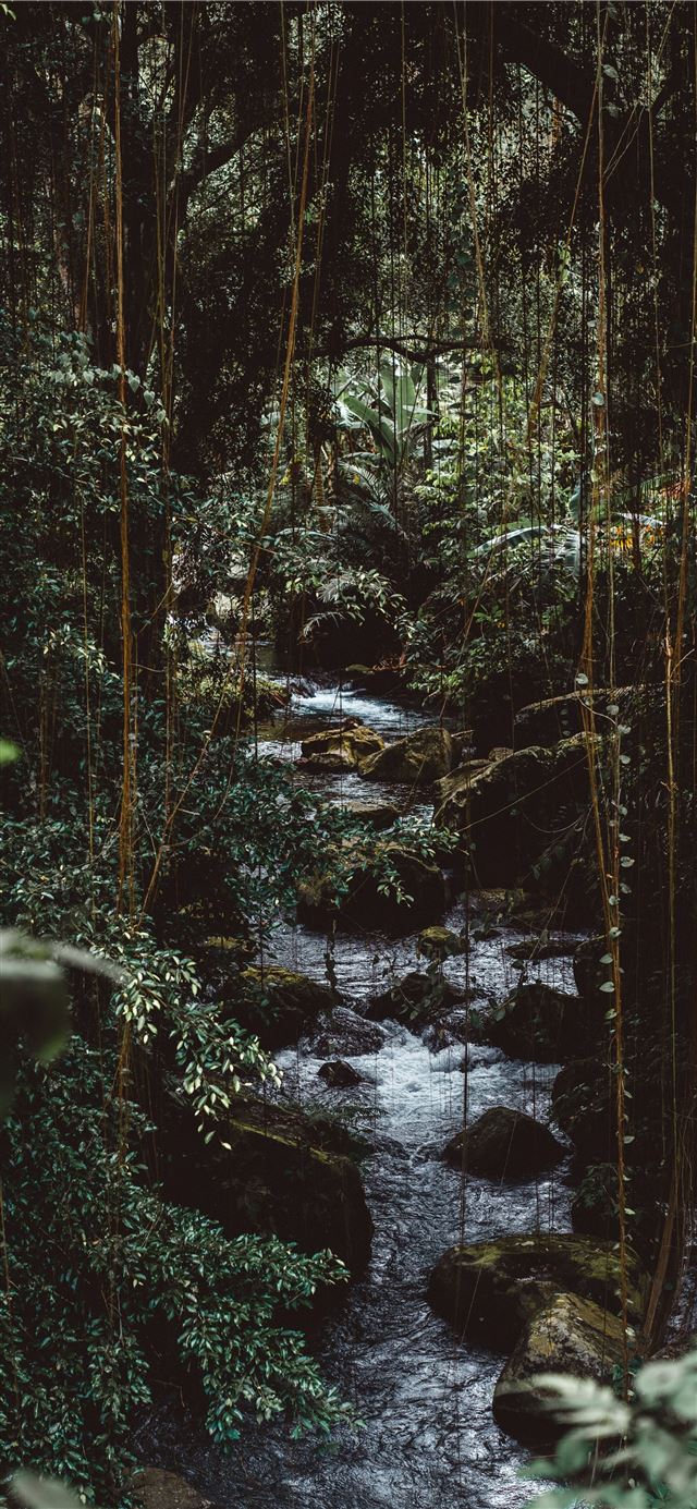 water flowing in forest iPhone 12 wallpaper 