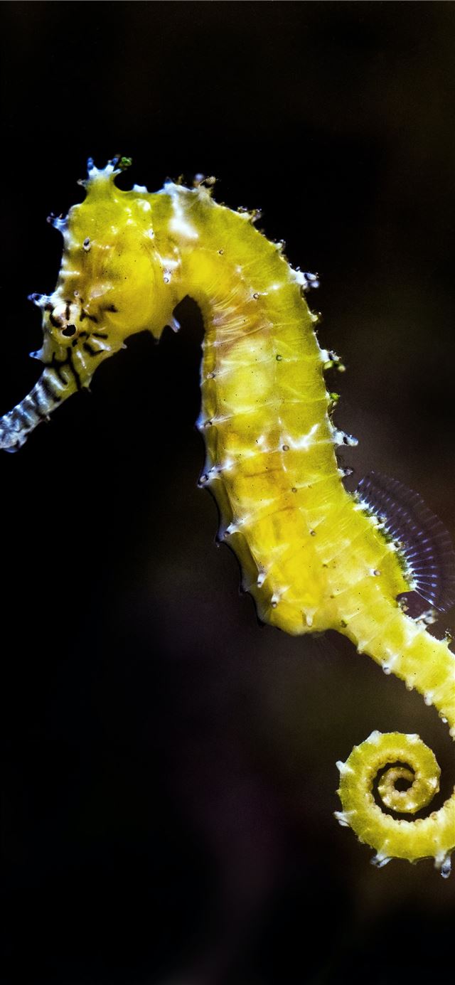 shallow focus photography of green seahorse iPhone 12 wallpaper 