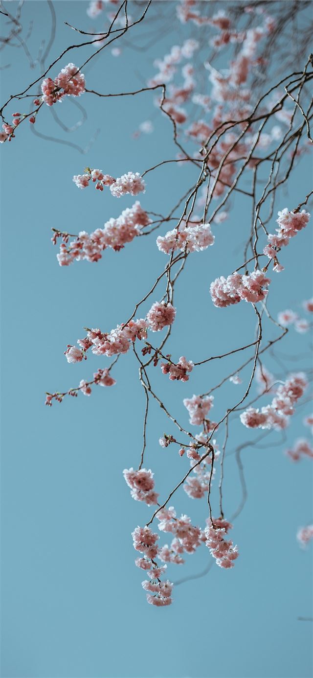 shallow focus photo of pink flowers iPhone 12 wallpaper 