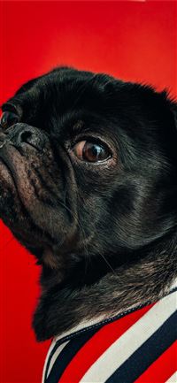 black pug wearing striped apparel wallpaper