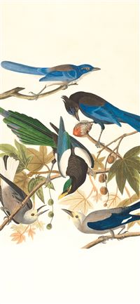 blue and black bird on tree branch wallpaper