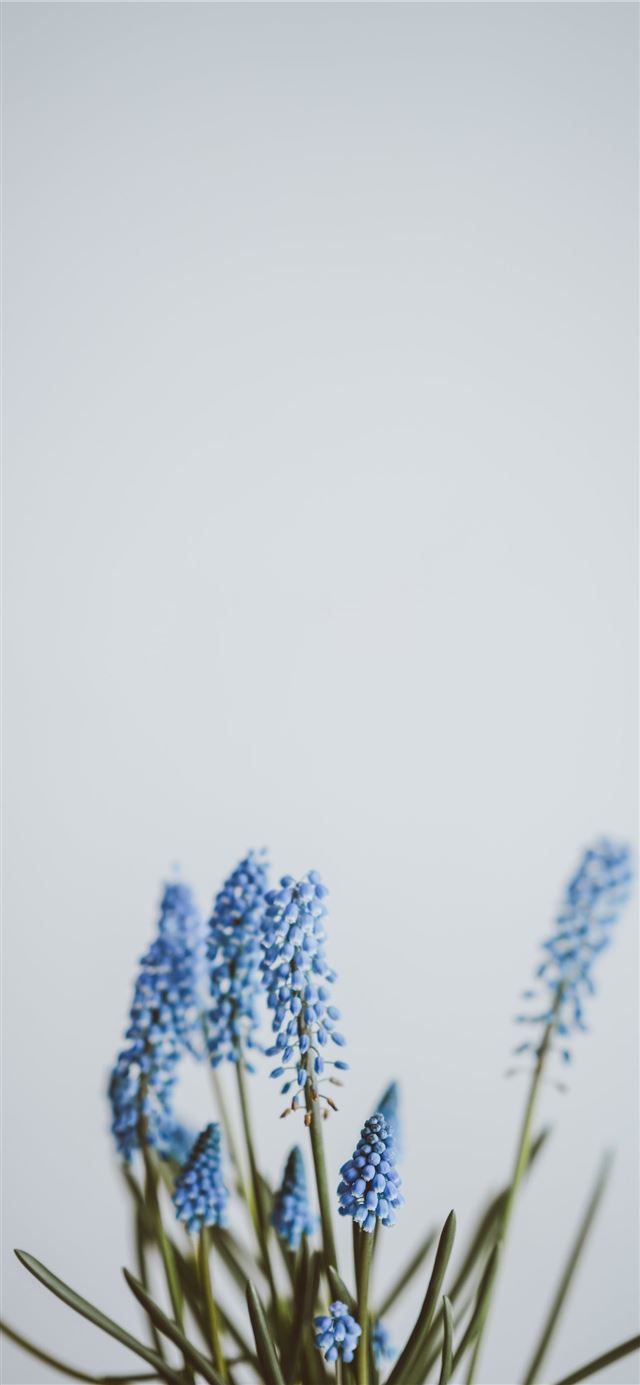 selective focus photography of blue petaled flower... iPhone 12 wallpaper 