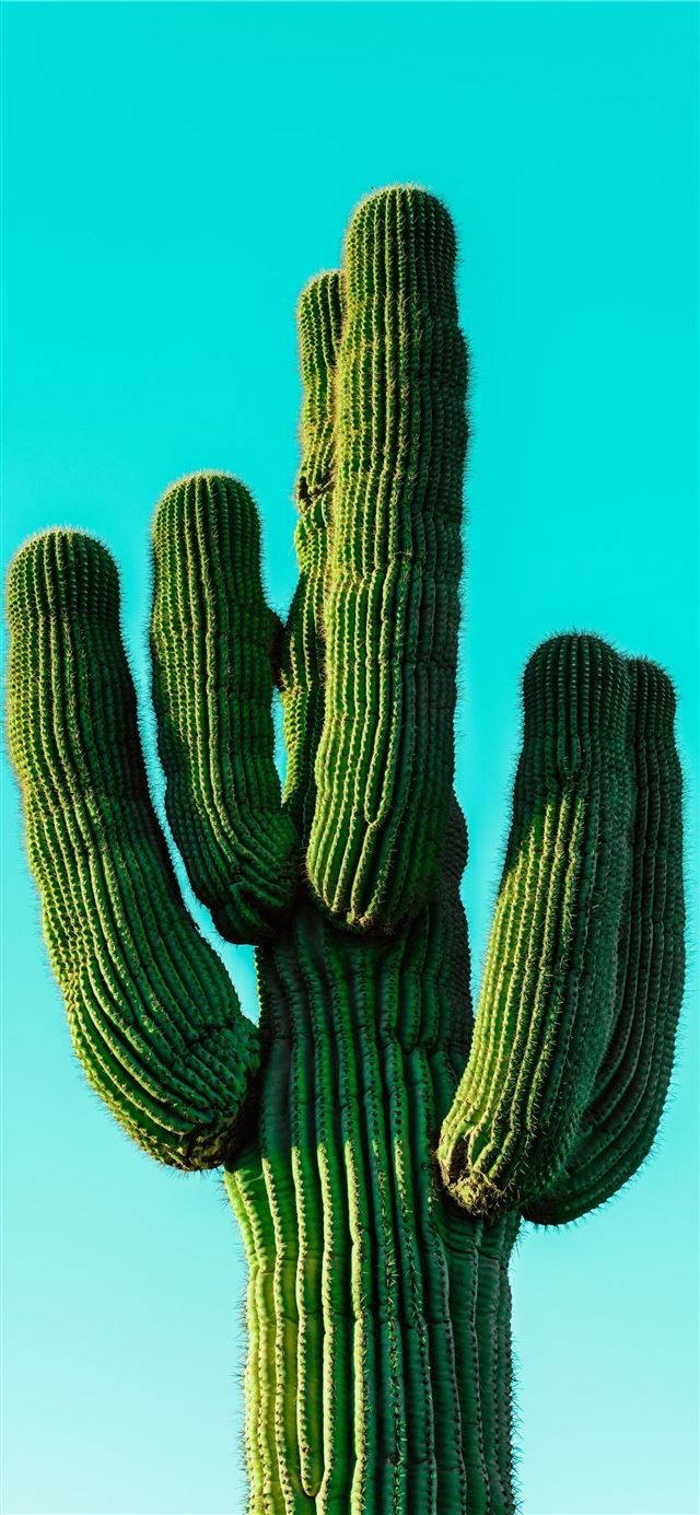green cactus iPhone 12 wallpaper 