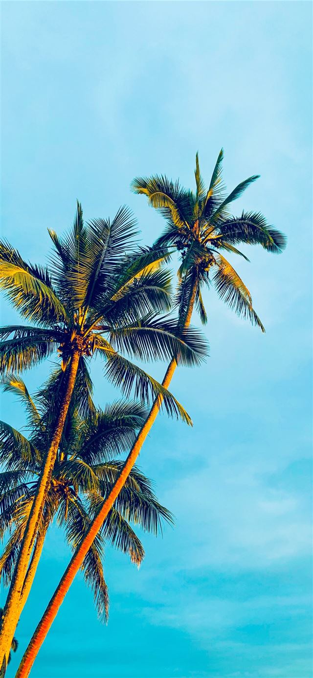 coconut trees under blue sky during daytime iPhone 12 wallpaper 