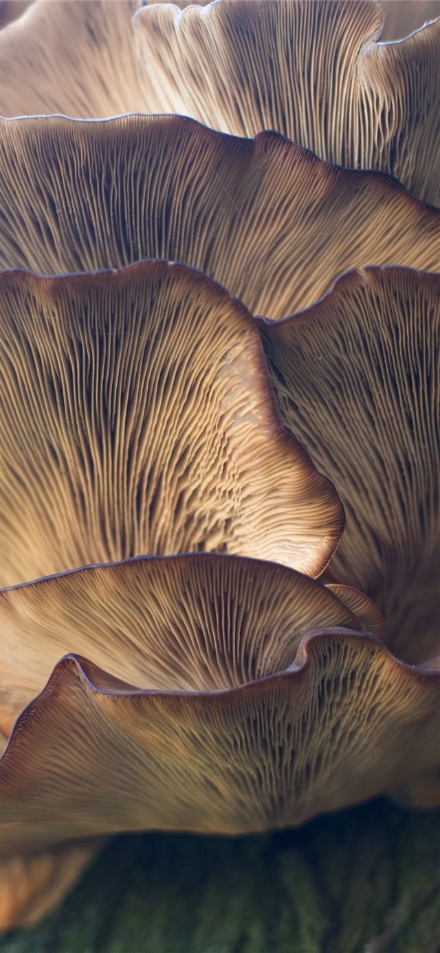 selective focus photo of mushroom iPhone 12 wallpaper 