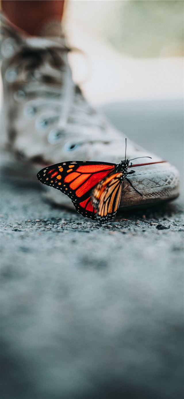 selective focus photo of butterfly on shoe iPhone 12 wallpaper 