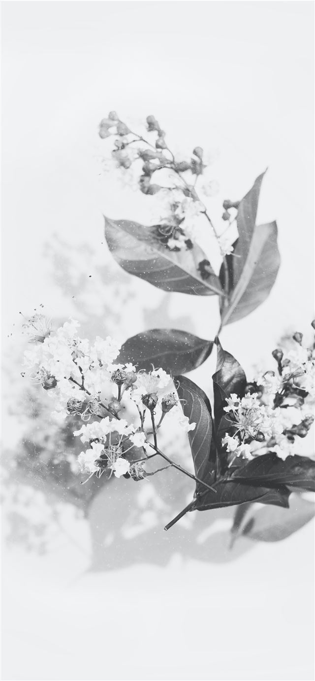grayscale photography of flowers iPhone 12 wallpaper 