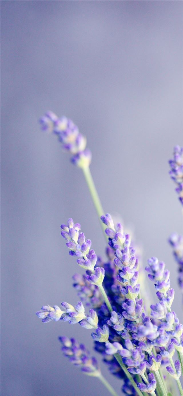 close up photo of lavender iPhone 12 wallpaper 