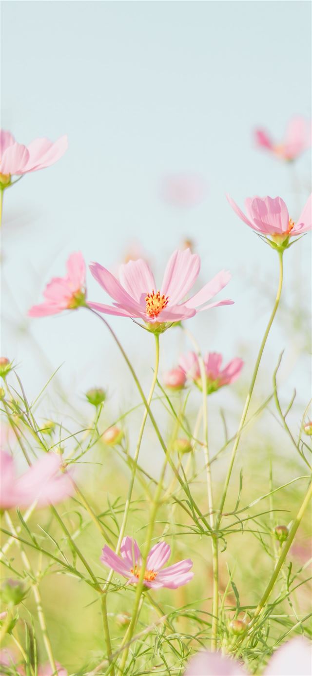 pink flowers in tilt shift lens iPhone 12 wallpaper 