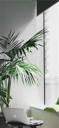 MacBook Pro near potted plant wallpaper