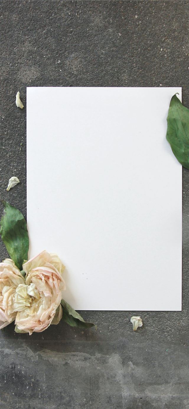 flower on empty printer paper iPhone 12 wallpaper 
