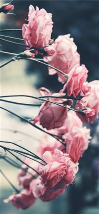 selective focus photography of pink rose flower wallpaper