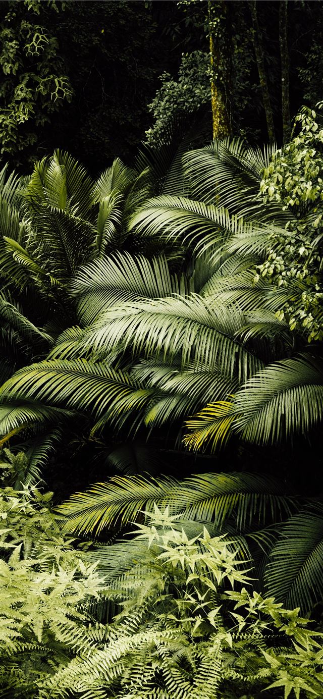 green palm tree during daytime iPhone 12 wallpaper 
