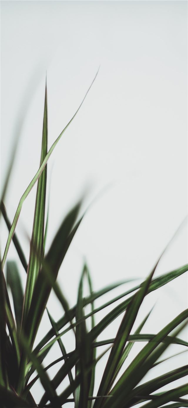 selective focus photography of sword green plant iPhone 12 wallpaper 