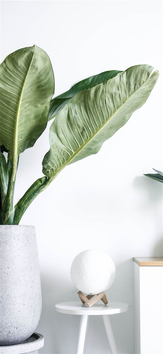 green plant on white ceramic vase iPhone 12 wallpaper 