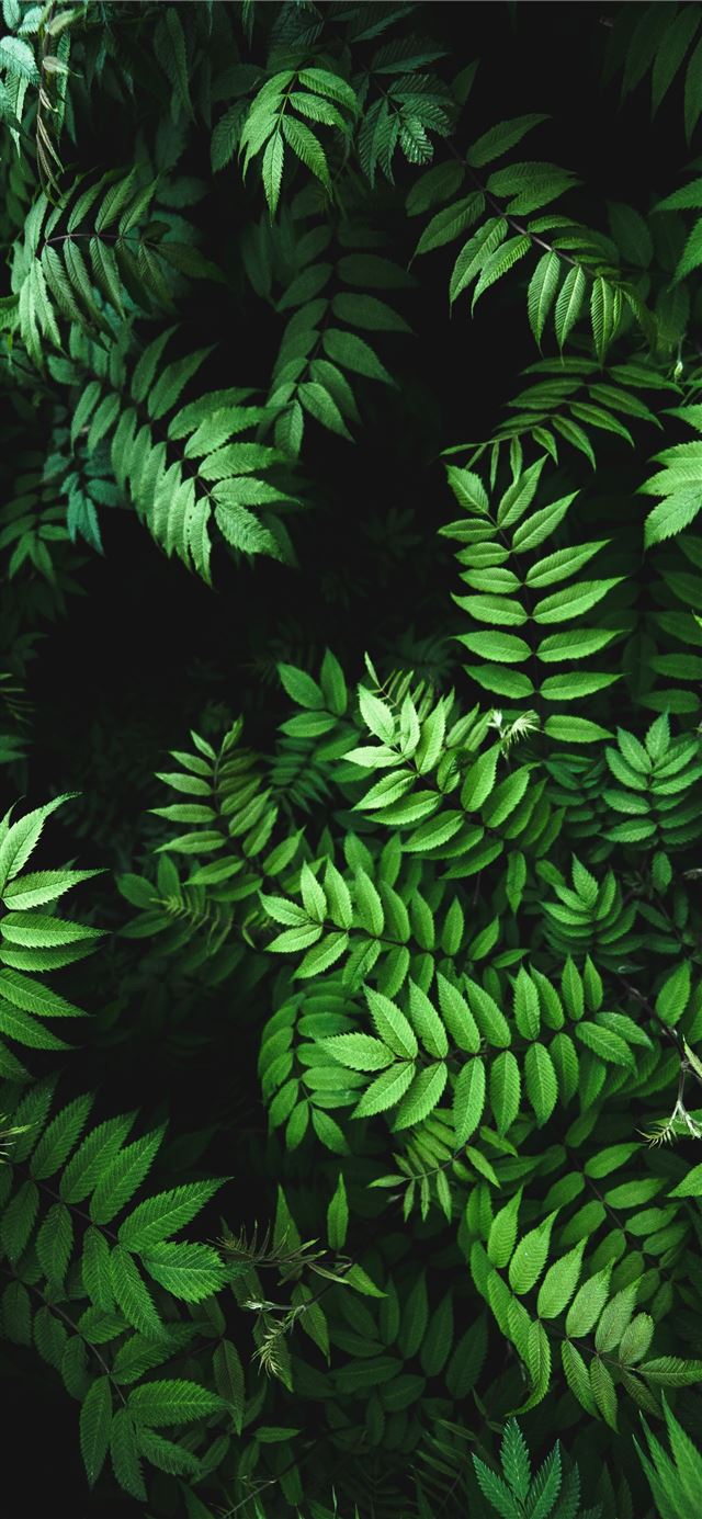 close up photo of green fern plant iPhone 12 wallpaper 