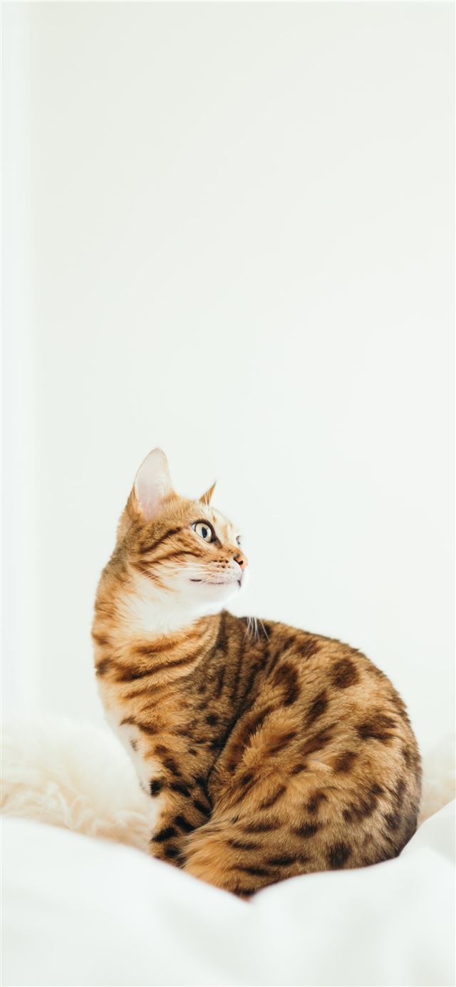 cat sitting on cushion iPhone 12 wallpaper 