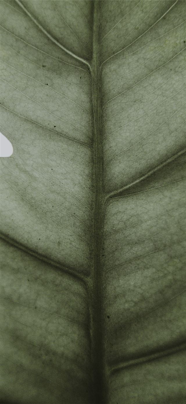 Leaf iPhone 12 wallpaper 
