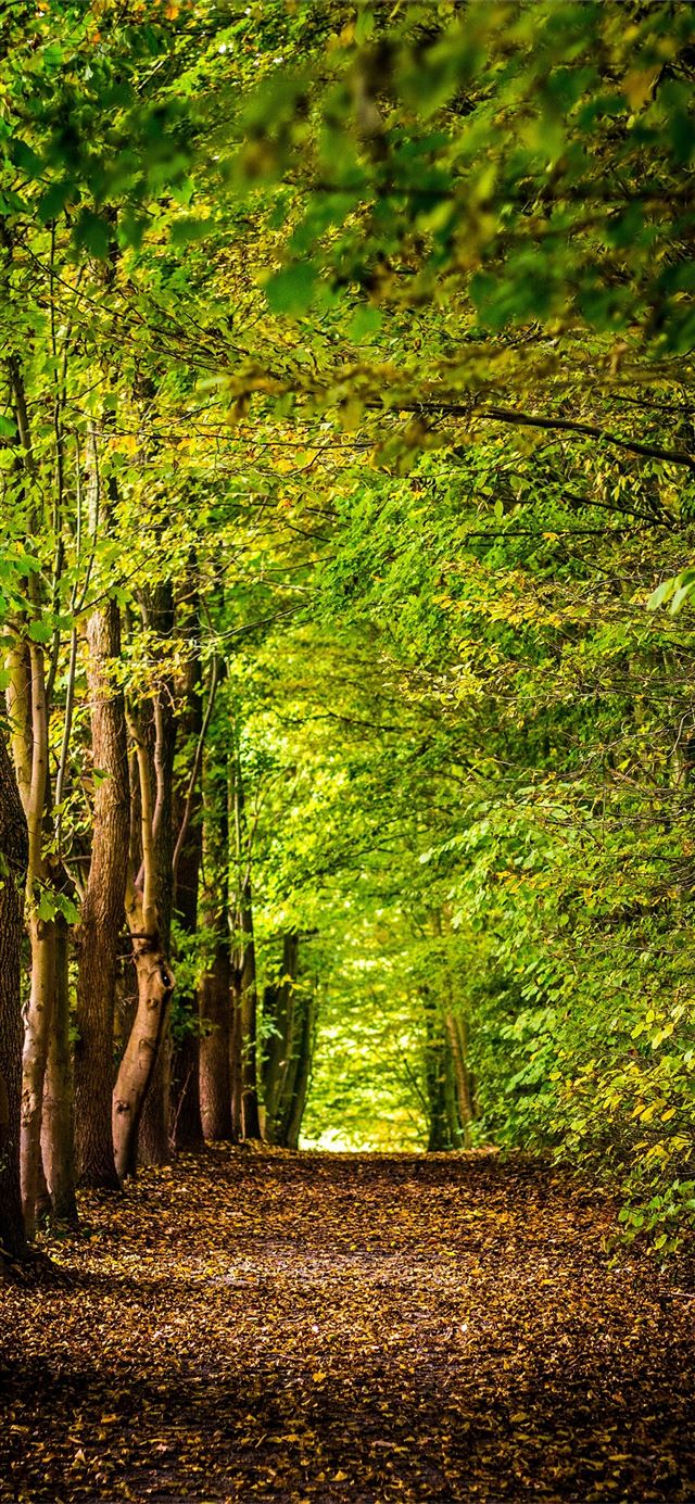 pathway between green trees iPhone 12 wallpaper 