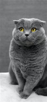 selective focus photography of Russian Blue cat wallpaper