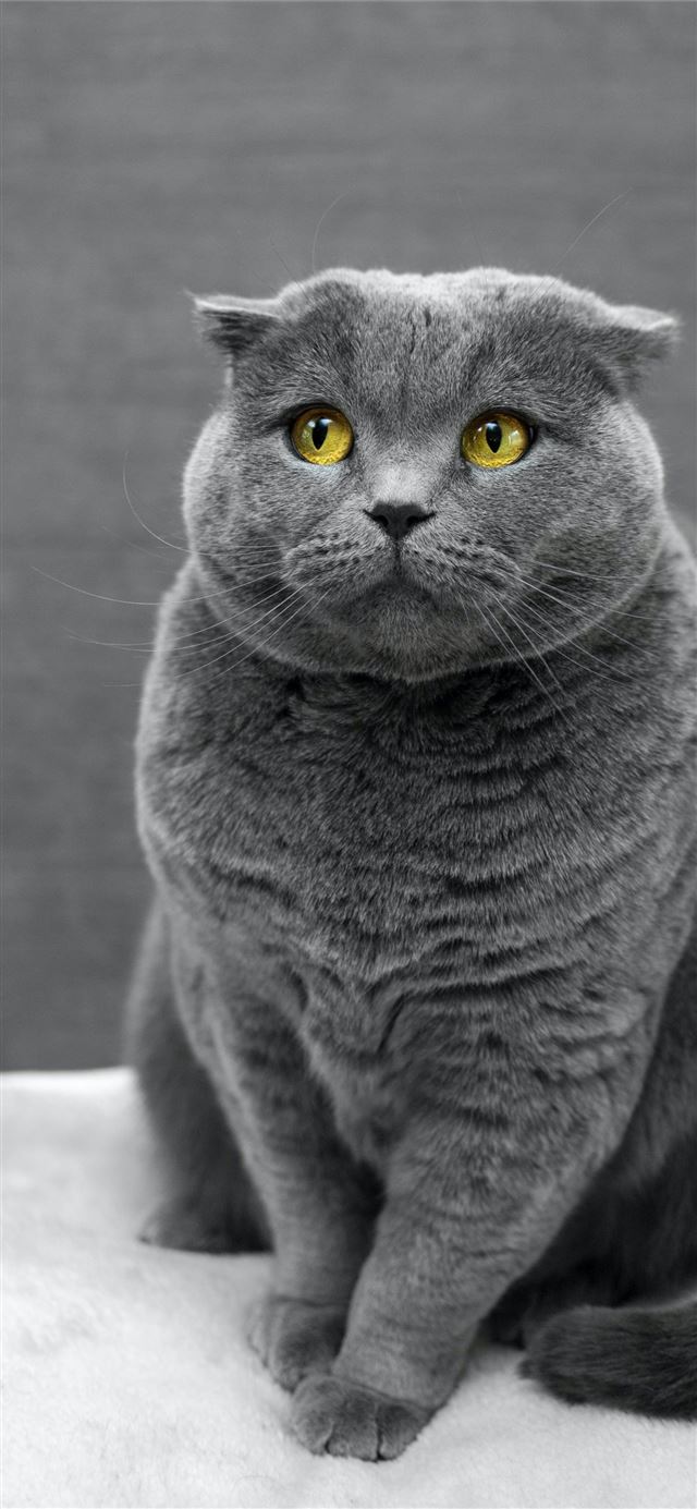 selective focus photography of Russian Blue cat iPhone 12 wallpaper 
