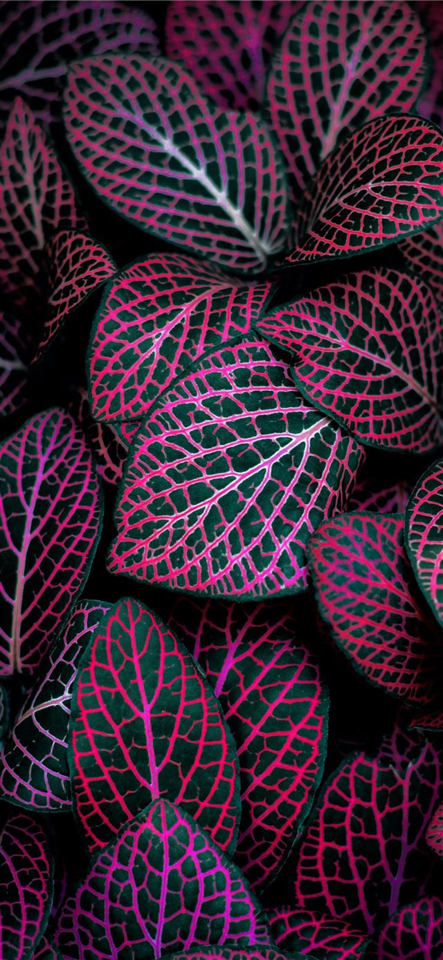 red and green leafed plant iPhone 12 wallpaper 