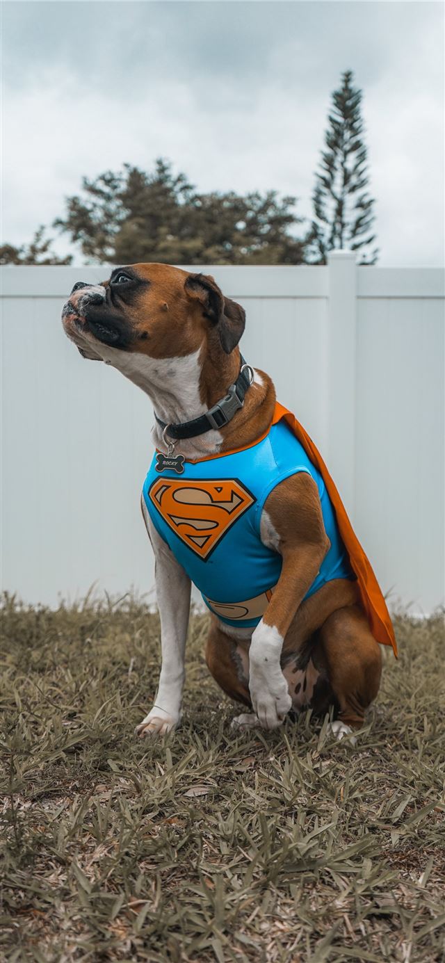 dog wearing Superman costume iPhone 12 wallpaper 
