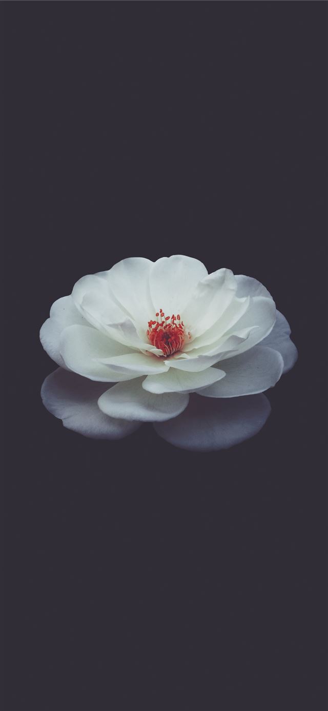 shallow focus photography of white petaled flower ... iPhone 12 wallpaper 