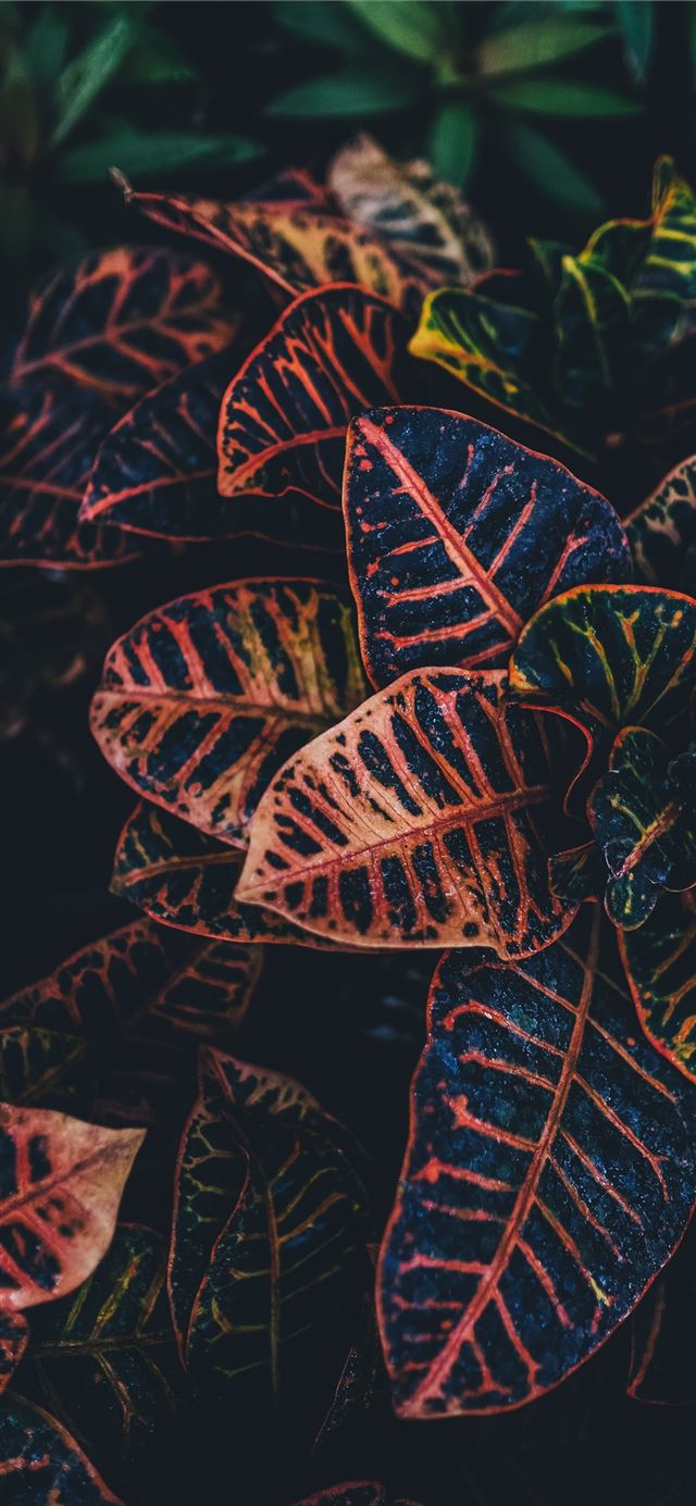 brown green and red leafed plants iPhone 12 wallpaper 