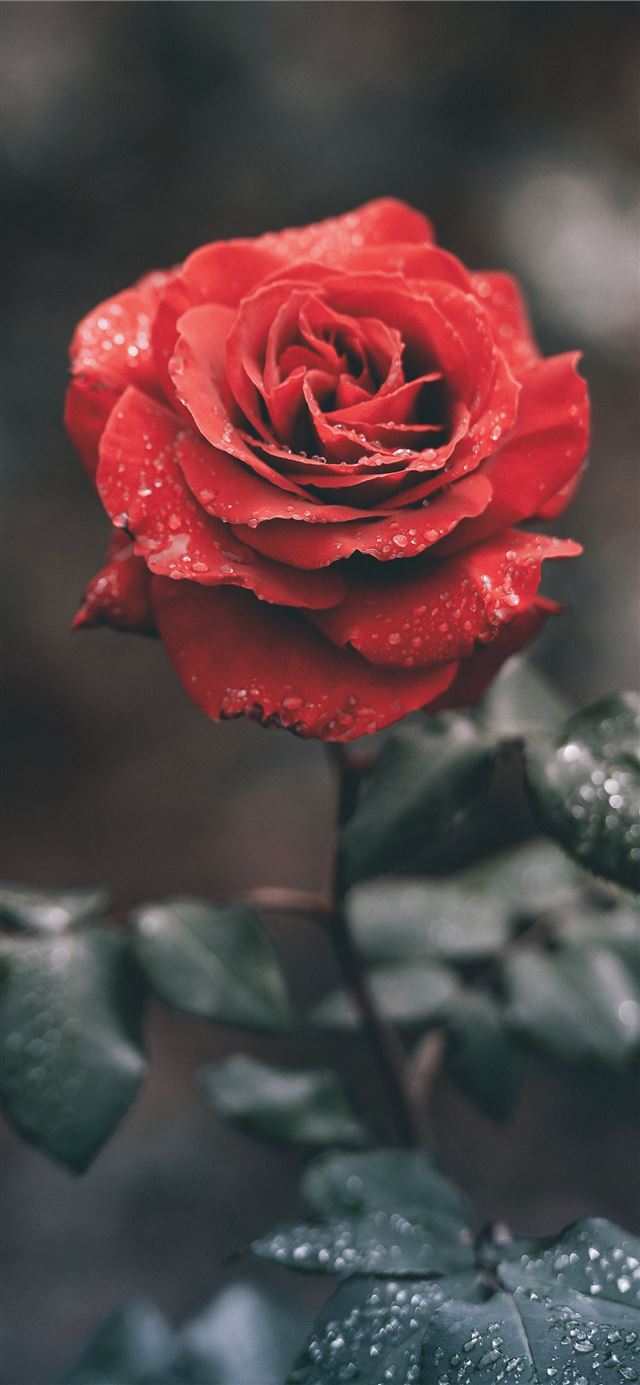 red rose with droplets iPhone 12 wallpaper 
