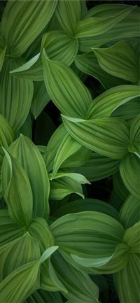 green leaves plant during daytime wallpaper