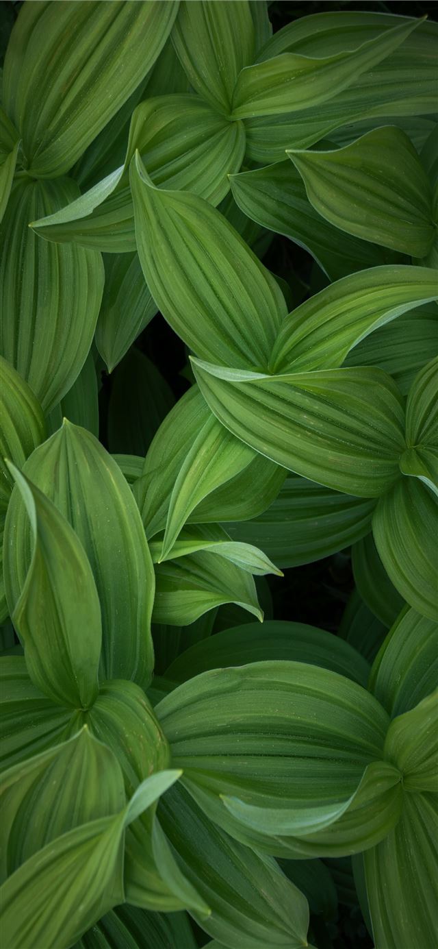 green leaves plant during daytime iPhone 12 wallpaper 
