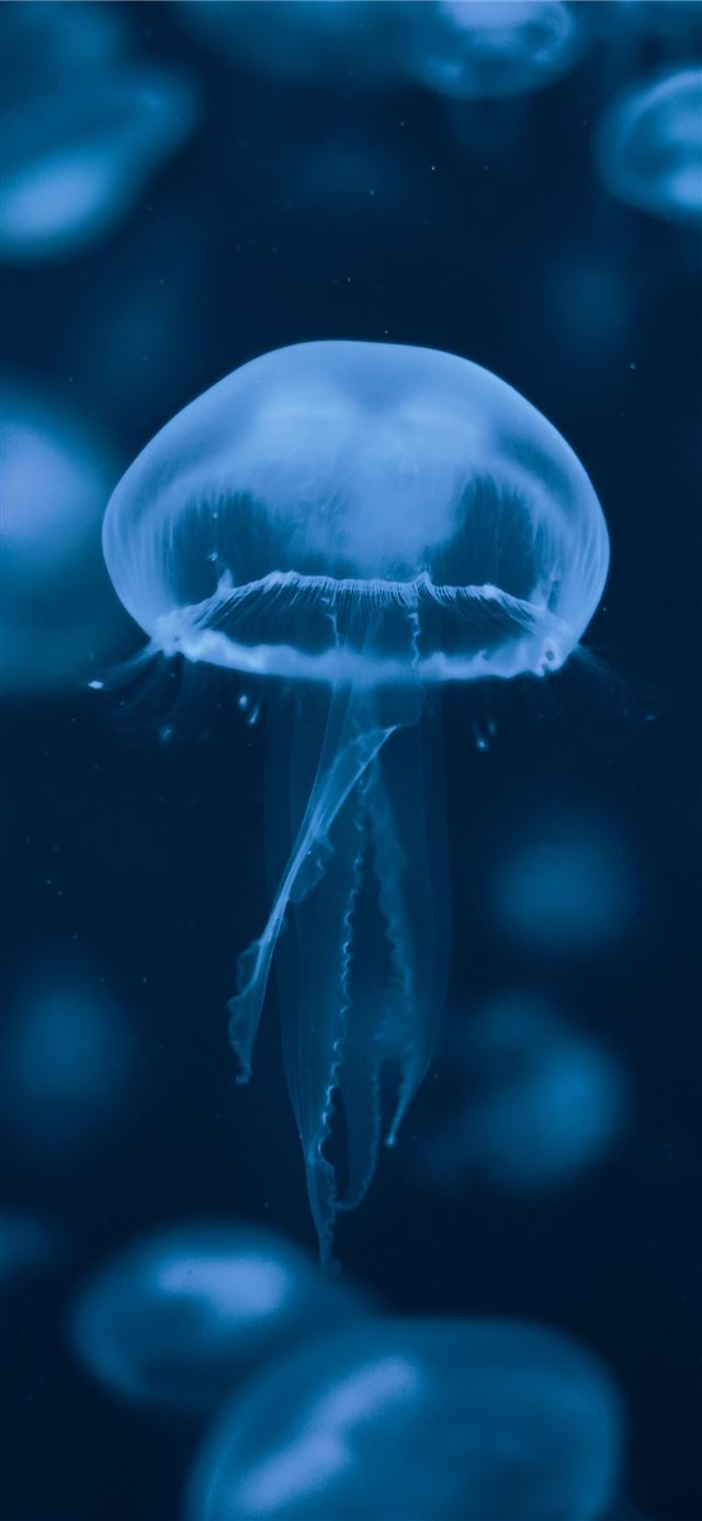 jelly fish in water iPhone 12 wallpaper 
