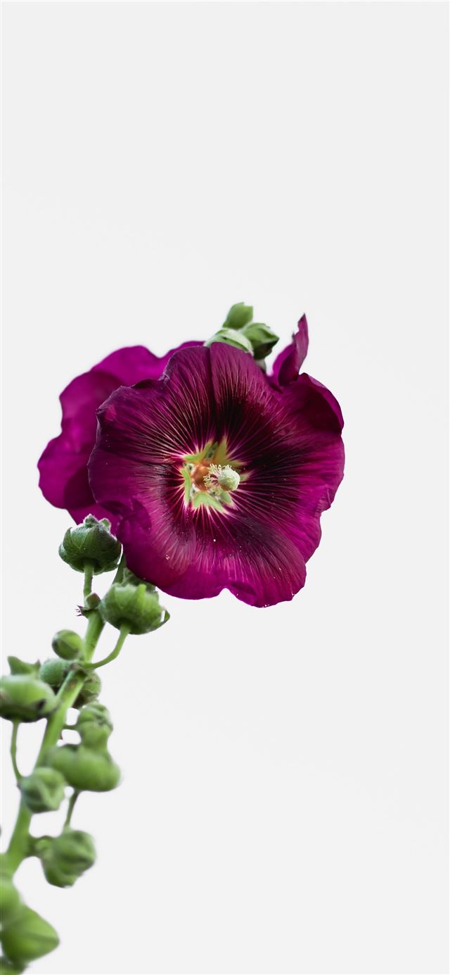 purple flower on white background iPhone 12 wallpaper 