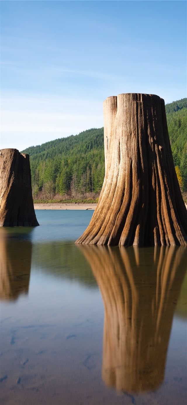 two brown tree in body of water during daytime iPhone 12 wallpaper 