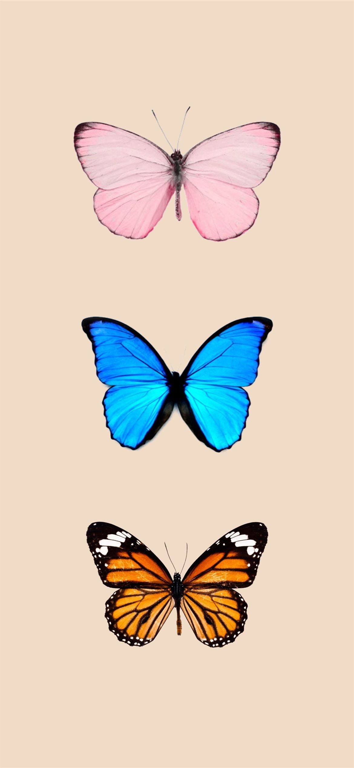 Butterfly background iPhone iPhone Wallpapers Free Download