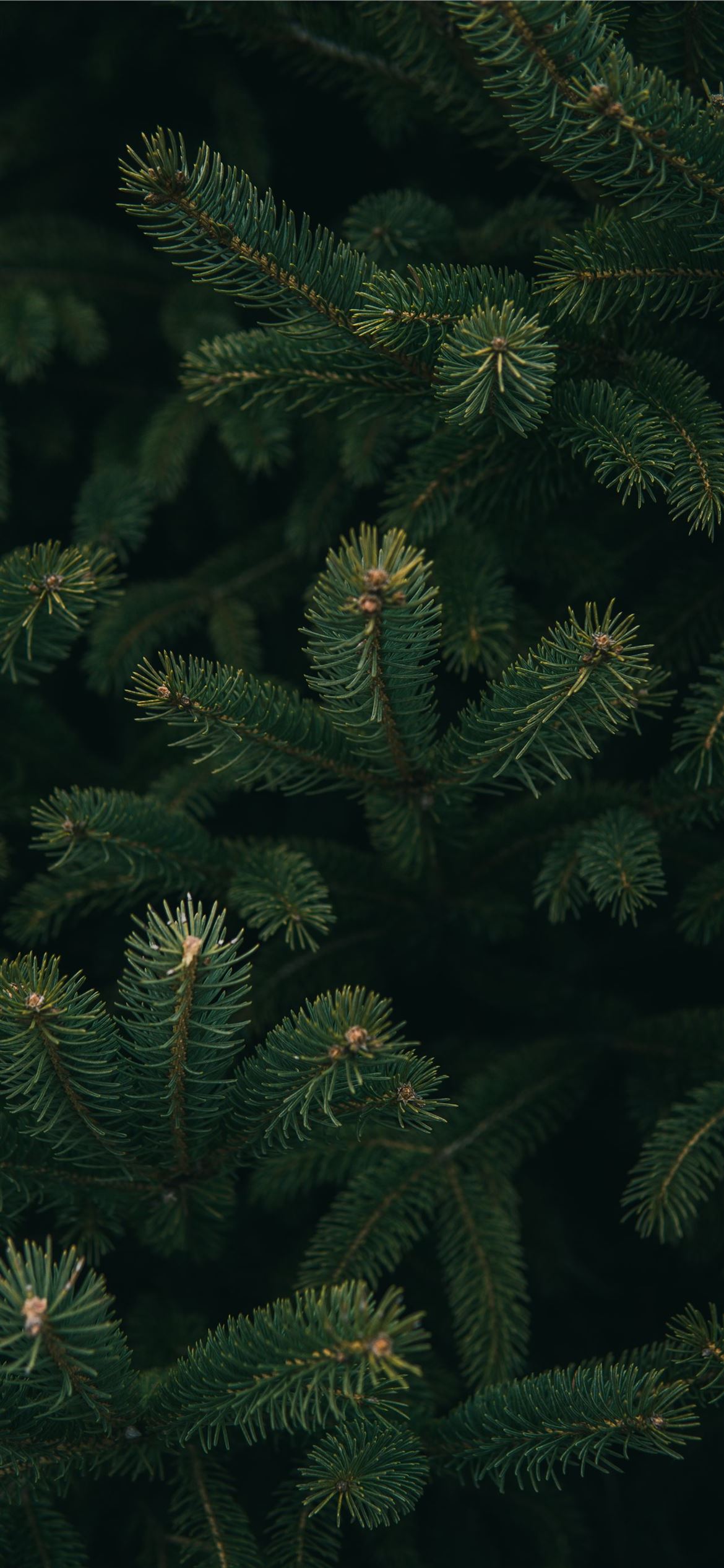 close up photo of green Christmas tree iPhone Wallpapers Free Download